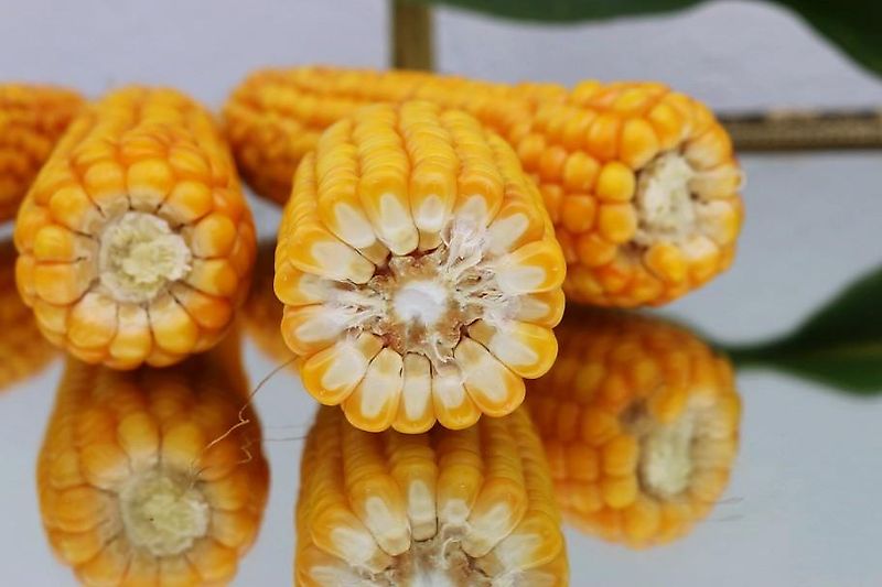 Köckerling Köckerling 6 reihiges reihenabhängiges Dammpflegegerät mit 75 cm Reihenabstand hydraulische Klappung 2 fach mit je Reihe 2 Hackscharen Dammformer sowie Sriegelzinken zur mechanischen Beikrautbekämpfung