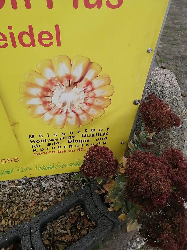 Köckerling Köckerling 6 reihiges reihenabhängiges Dammpflegegerät mit 75 cm Reihenabstand hydraulische Klappung 2 fach mit je Reihe 2 Hackscharen Dammformer sowie Sriegelzinken zur mechanischen Beikrautbekämpfung