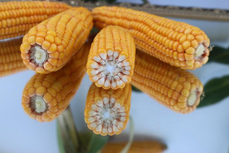 Köckerling Köckerling 6 reihiges reihenabhängiges Dammpflegegerät mit 75 cm Reihenabstand hydraulische Klappung 2 fach mit je Reihe 2 Hackscharen Dammformer sowie Sriegelzinken zur mechanischen Beikrautbekämpfung