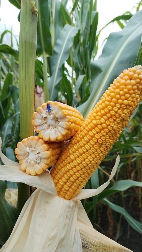 Köckerling Köckerling 6 reihiges reihenabhängiges Dammpflegegerät mit 75 cm Reihenabstand hydraulische Klappung 2 fach mit je Reihe 2 Hackscharen Dammformer sowie Sriegelzinken zur mechanischen Beikrautbekämpfung