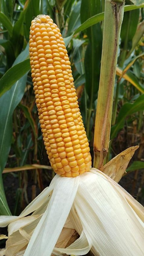 Köckerling Köckerling 6 reihiges reihenabhängiges Dammpflegegerät mit 75 cm Reihenabstand hydraulische Klappung 2 fach mit je Reihe 2 Hackscharen Dammformer sowie Sriegelzinken zur mechanischen Beikrautbekämpfung