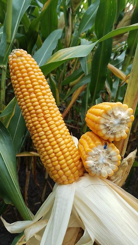 Köckerling Köckerling 6 reihiges reihenabhängiges Dammpflegegerät mit 75 cm Reihenabstand hydraulische Klappung 2 fach mit je Reihe 2 Hackscharen Dammformer sowie Sriegelzinken zur mechanischen Beikrautbekämpfung