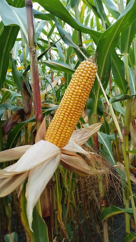 Köckerling Köckerling 6 reihiges reihenabhängiges Dammpflegegerät mit 75 cm Reihenabstand hydraulische Klappung 2 fach mit je Reihe 2 Hackscharen Dammformer sowie Sriegelzinken zur mechanischen Beikrautbekämpfung