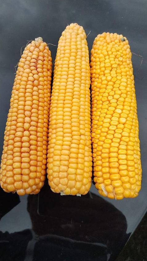 Köckerling Köckerling 6 reihiges reihenabhängiges Dammpflegegerät mit 75 cm Reihenabstand hydraulische Klappung 2 fach mit je Reihe 2 Hackscharen Dammformer sowie Sriegelzinken zur mechanischen Beikrautbekämpfung